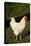 White Rooster-Natalie Tepper-Stretched Canvas