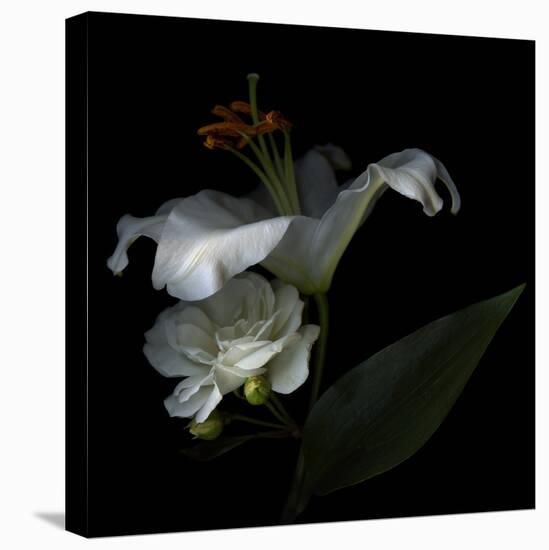 White Rose and White Lily-Magda Indigo-Premier Image Canvas