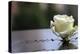 White Rose at September 11 Memorial-null-Stretched Canvas