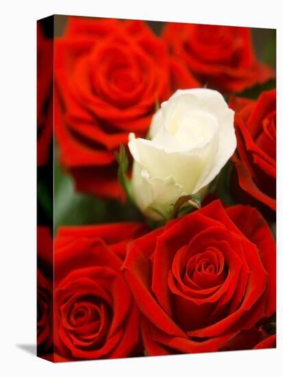White rose between red roses-null-Premier Image Canvas