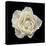 White Rose I-Jim Christensen-Premier Image Canvas