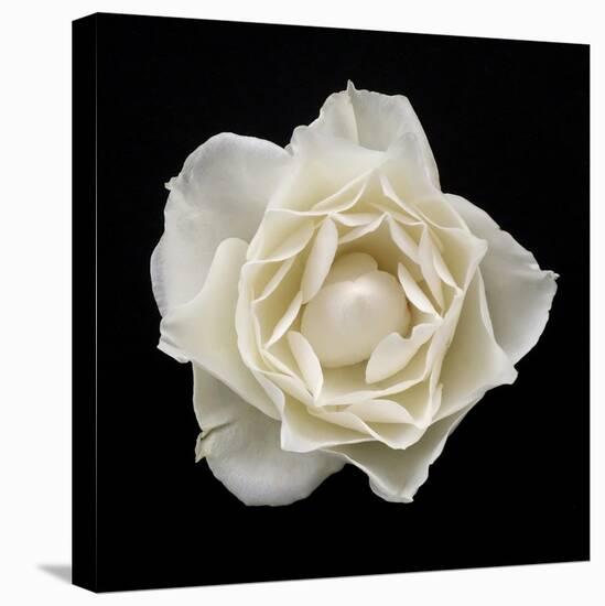 White Rose I-Jim Christensen-Premier Image Canvas