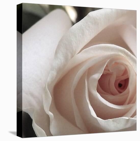 White Rose I-Monika Burkhart-Premier Image Canvas