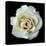 White Rose II-Jim Christensen-Premier Image Canvas