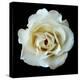 White Rose II-Jim Christensen-Premier Image Canvas