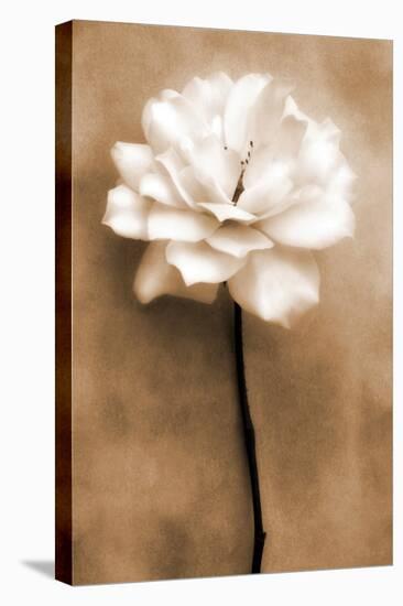 White Rose in Sepia-Christine Zalewski-Stretched Canvas