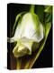 White Rose-null-Premier Image Canvas