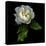 White Rose-Magda Indigo-Premier Image Canvas