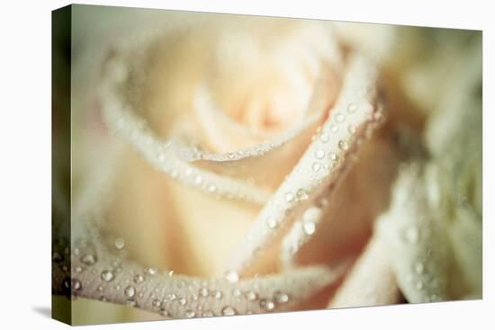 White Rose-Erin Berzel-Premier Image Canvas