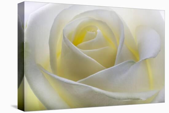 White Rose-null-Premier Image Canvas