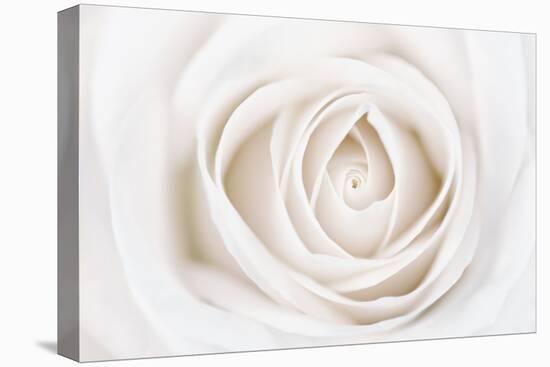 White Rose-Cora Niele-Premier Image Canvas