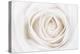 White Rose-Cora Niele-Premier Image Canvas