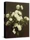 White Roses, 1870-Henri Fantin-Latour-Premier Image Canvas