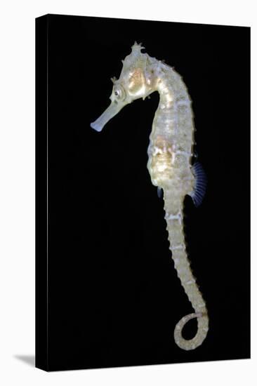 White's Sea Horse-null-Premier Image Canvas