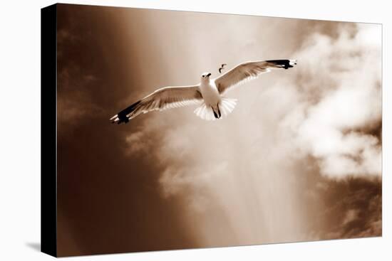 White Sea Gulls Flying over the Dunes in the Sky in Rich Sepia Tones-Alaya Gadeh-Premier Image Canvas