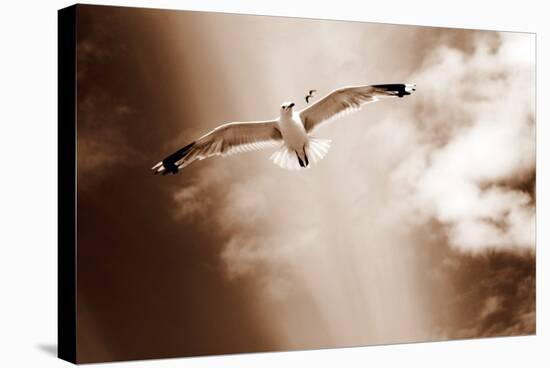 White Sea Gulls Flying over the Dunes in the Sky in Rich Sepia Tones-Alaya Gadeh-Premier Image Canvas