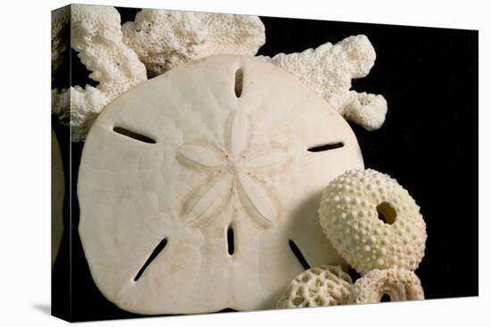 White Seashells, Sand Dollar, and Coral from around the World-Cindy Miller Hopkins-Premier Image Canvas