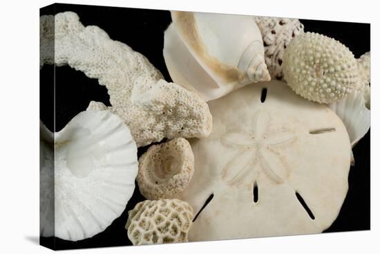 White Seashells, Sand Dollar, and Coral from around the World-Cindy Miller Hopkins-Premier Image Canvas