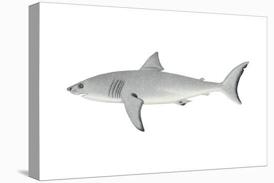 White Shark (Carcharodon Carcharias), Fishes-Encyclopaedia Britannica-Stretched Canvas