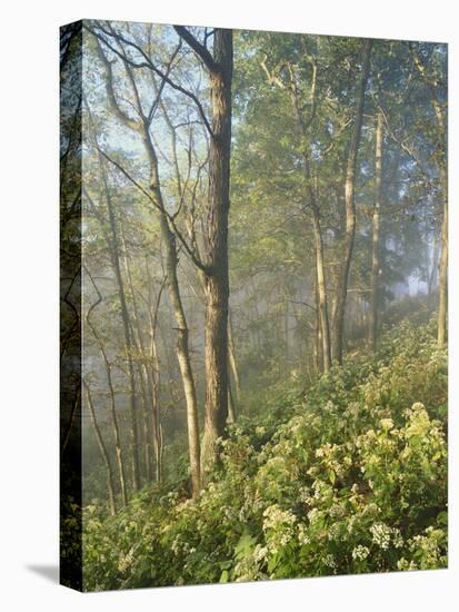 White Snakeroot Flowers Growing in Forest, Polly Bend, Garrard County, Kentucky, USA-Adam Jones-Premier Image Canvas