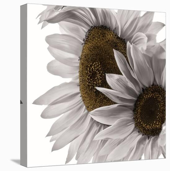 White Softness-Philippe Sainte-Laudy-Premier Image Canvas