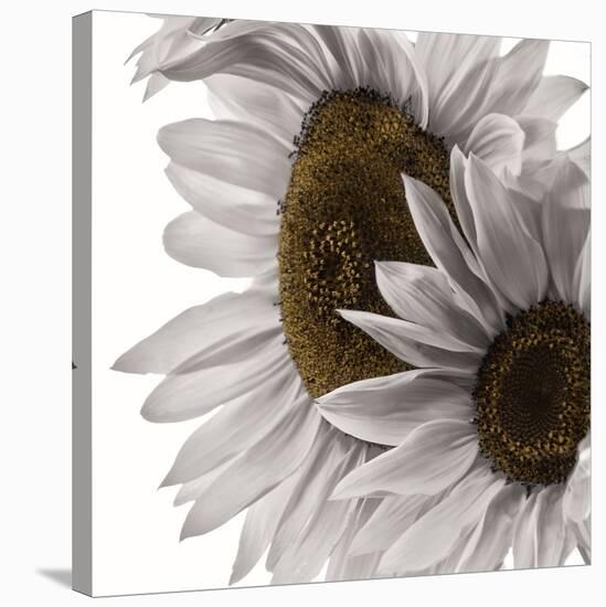 White Softness-Philippe Sainte-Laudy-Premier Image Canvas