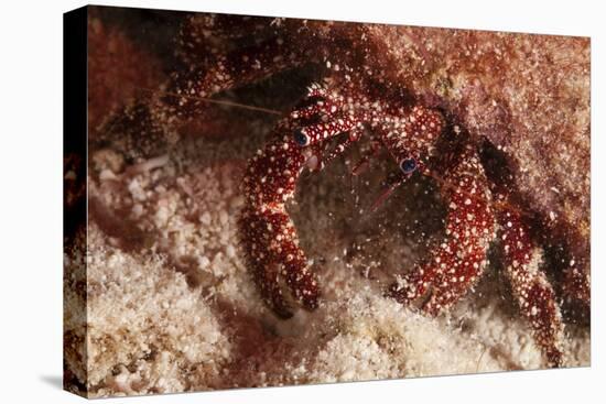 White Speckled Hermit Crab-Michele Westmorland-Premier Image Canvas