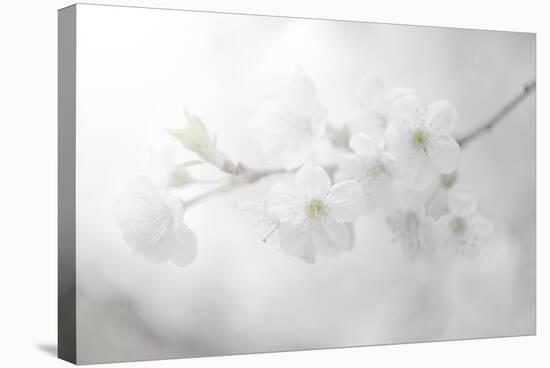 White Spirit and Positive Sensations-Philippe Sainte-Laudy-Premier Image Canvas