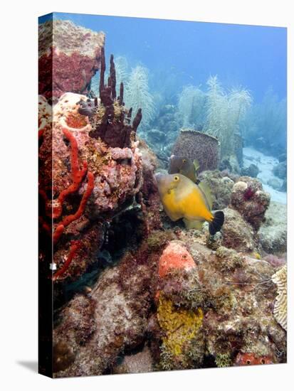 White Spotted Filefish (Cantherhines Macrocerus), St Lucia, West Indies, Caribbean, Central America-Lisa Collins-Premier Image Canvas