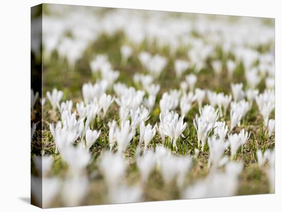 White Spring Crocus in Full Bloom in the Eastern Alps. Germany, Bavaria-Martin Zwick-Premier Image Canvas