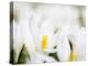 White Spring Crocus in Full Bloom in the Eastern Alps. Germany, Bavaria-Martin Zwick-Premier Image Canvas