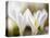 White Spring Crocus in Full Bloom in the Eastern Alps. Germany, Bavaria-Martin Zwick-Premier Image Canvas