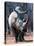 White Square-Lipped Rhino, Namibia-Claudia Adams-Premier Image Canvas