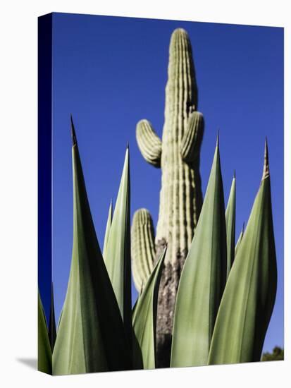 White Stallion Dude Ranch, Tucson, Arizona, USA-Julian McRoberts-Premier Image Canvas