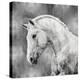 White Stallion on Silver-Martin Rose-Stretched Canvas