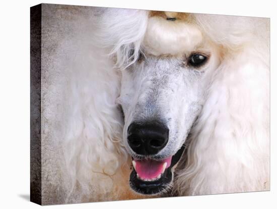 White Standard Poodle Portrait-Jai Johnson-Premier Image Canvas