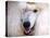 White Standard Poodle Portrait-Jai Johnson-Premier Image Canvas