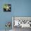White Starfish on Green Leaf-Uwe Merkel-Premier Image Canvas displayed on a wall