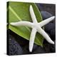 White Starfish on Green Leaf-Uwe Merkel-Premier Image Canvas