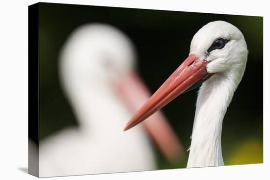 White Stork (Ciconia Ciconia) Adult Portrait, Captive, Vogelpark Marlow, Germany, May-Florian Möllers-Premier Image Canvas