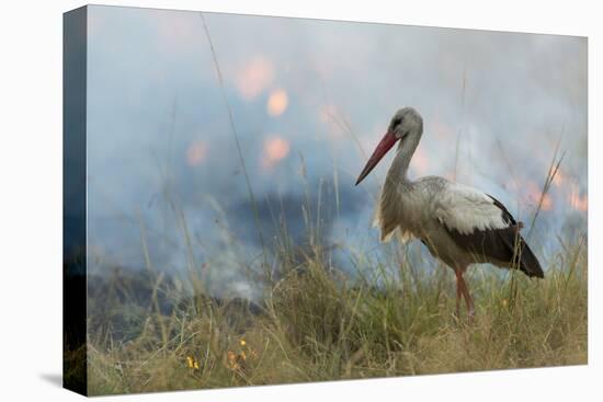 White Stork (Ciconia Ciconia) Hunting and Feeding at the Edge of a Bushfire-Denis-Huot-Premier Image Canvas