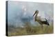 White Stork (Ciconia Ciconia) Hunting and Feeding at the Edge of a Bushfire-Denis-Huot-Premier Image Canvas