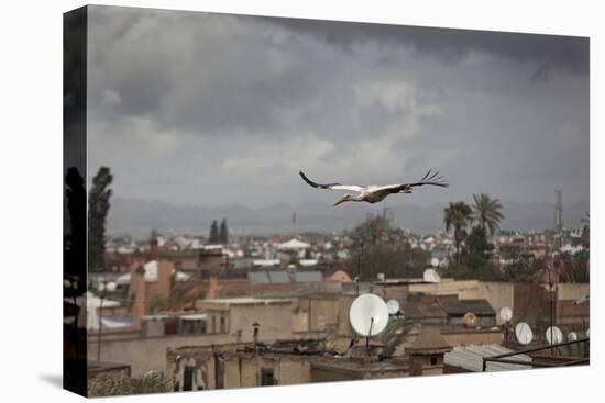White Stork (Ciconia Ciconia) in Flight over City Buildings. Marakesh, Morocco, March-Ernie Janes-Premier Image Canvas