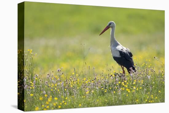 White Stork (Ciconia Ciconia) in Flower Meadow, Labanoras Regional Park, Lithuania, May 2009-Hamblin-Premier Image Canvas