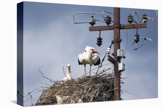 White Stork (Ciconia Ciconia) - Male and Female - Hatching-Elio Della Ferrera-Premier Image Canvas