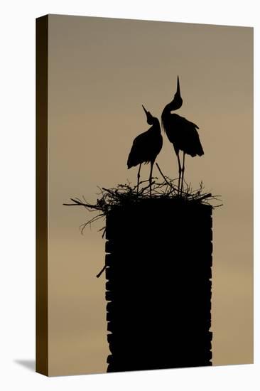 White Stork (Ciconia Ciconia) Pair Displaying-Hamblin-Premier Image Canvas