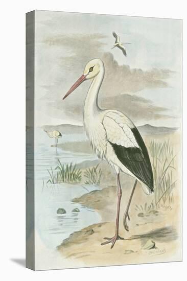 White Stork-null-Stretched Canvas