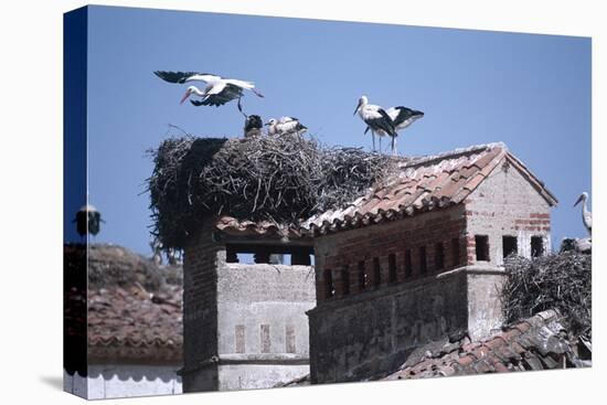 White Storks Nesting on Buildings (Ciconia Ciconia) Spain-null-Premier Image Canvas