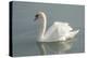 White swan-Jim Engelbrecht-Premier Image Canvas