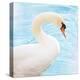 White Swan-Gail Peck-Stretched Canvas